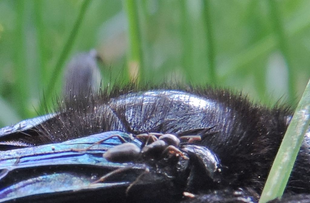 Calabrone in difficolt: No,  una Xilocopa sp., Apidae